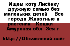 Ищем коту Лисёнку дружную семью без маленьких детей  - Все города Животные и растения » Кошки   . Амурская обл.,Зея г.